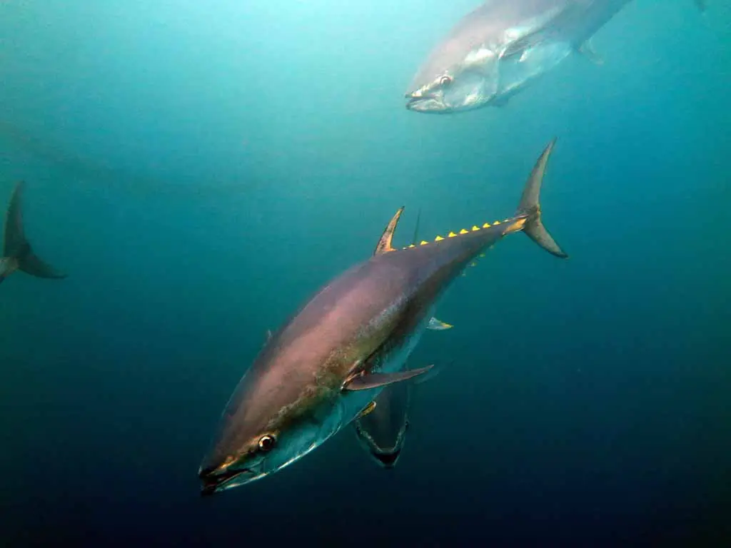 AtunRojo-CambioClimatico-web