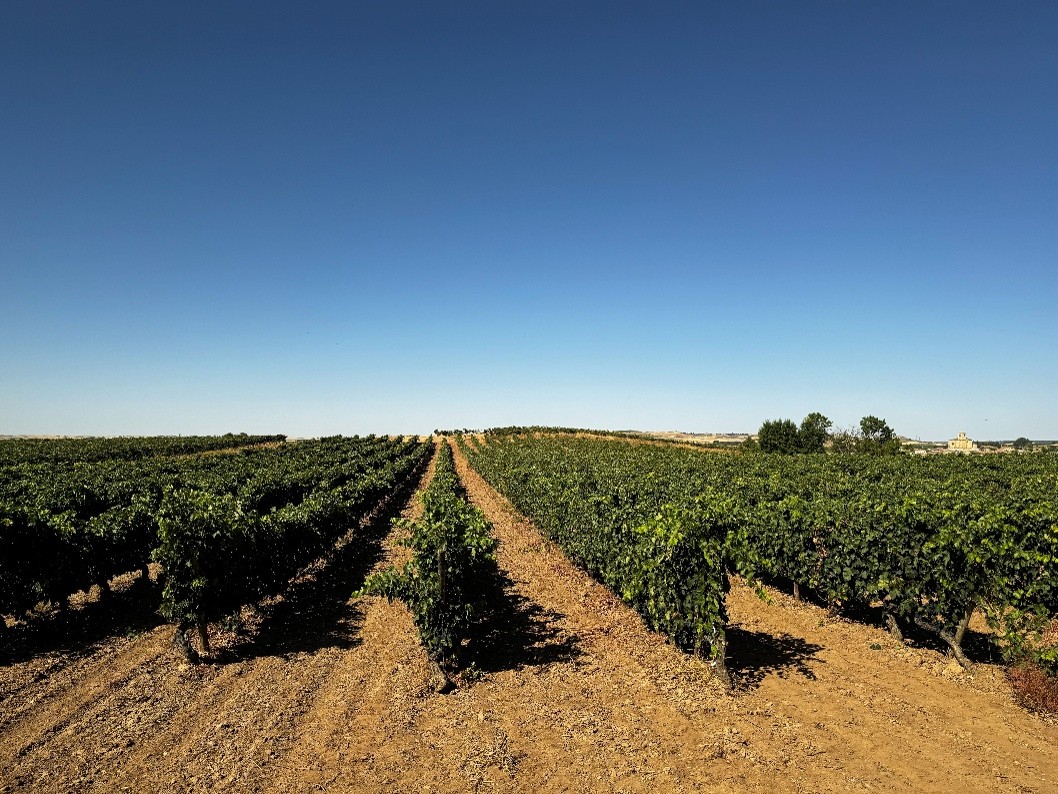 El Consejo Regulador cifra en 124,1 millones de kilos la vendimia de 2026 en la Ribera del Duero